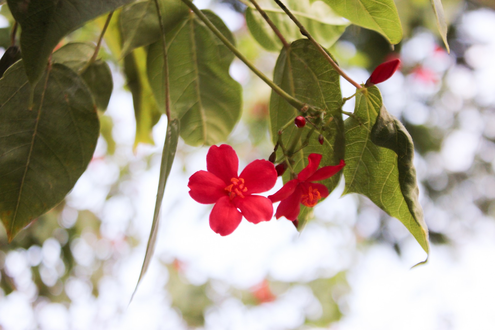 A bunch of red flowers