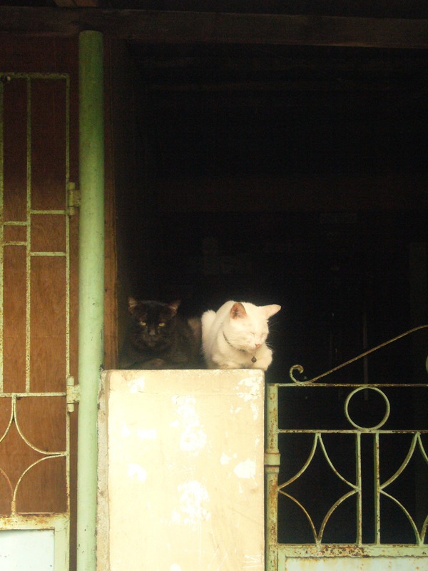 A black cat next to a white cat