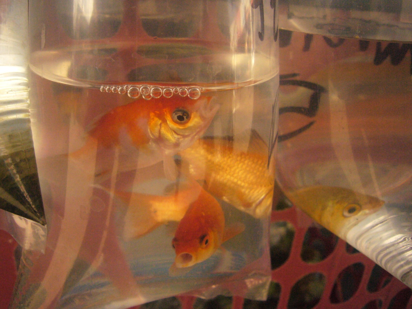 A goldfish